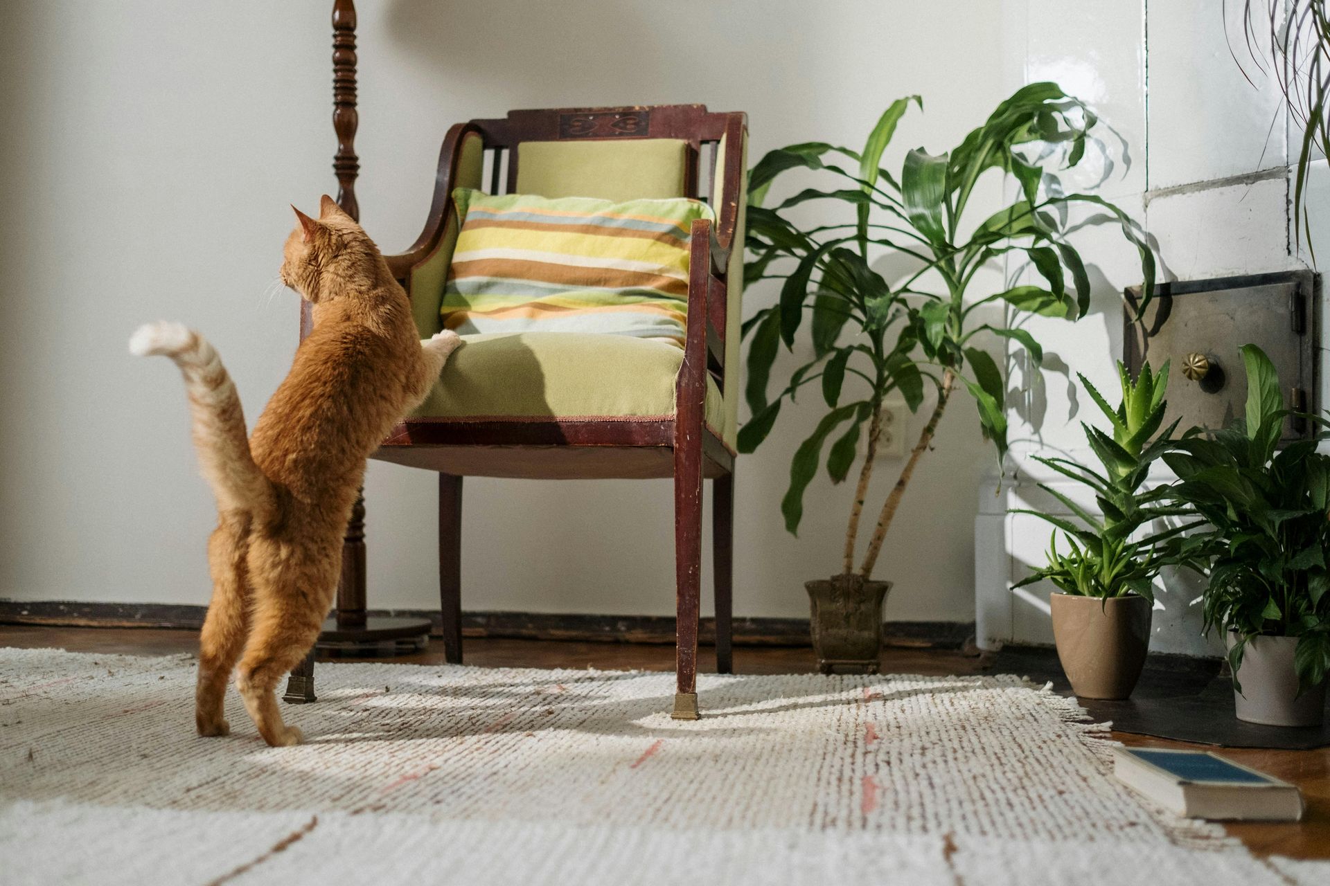 A cat in its new home after a relocation feeling curious